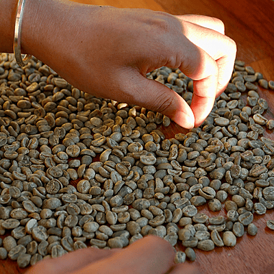 雲南 ハイランド ウォッシュド 生豆/Yunnan Highland Washed Green Coffee Beans 雲南 ハイランド ウォッシュド 生豆/Yunnan Highland Washed Green Coffee Beans