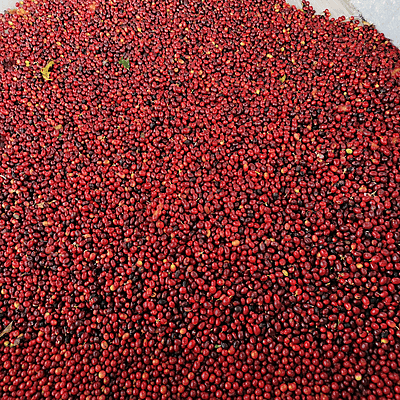 雲南 ワイン 生豆／Yunnan Wine-Processed Green Coffee Beans
