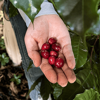 雲南 ハイランド ウォッシュド 生豆/Yunnan Highland Washed Green Coffee Beans 雲南 ハイランド ウォッシュド 生豆/Yunnan Highland Washed Green Coffee Beans