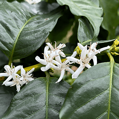 雲南 ハイランド ウォッシュド 生豆/Yunnan Highland Washed Green Coffee Beans 雲南 ハイランド ウォッシュド 生豆/Yunnan Highland Washed Green Coffee Beans