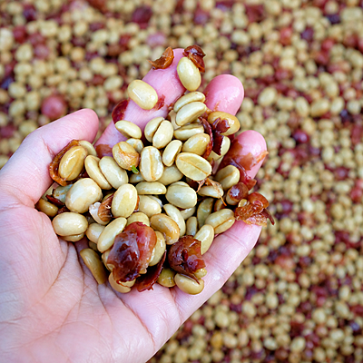 雲南 ハイランド ウォッシュド 生豆/Yunnan Highland Washed Green Coffee Beans 雲南 ハイランド ウォッシュド 生豆/Yunnan Highland Washed Green Coffee Beans