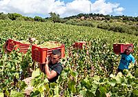 Filare Vermentino di Sardegna