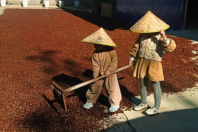 雲南 春醸濃 生豆 雲南 春醸濃 生豆