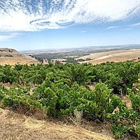 Thistledown Thorny Devil Old Vine Thistledown Thorny Devil Old Vine