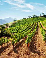 Filare Vermentino di Sardegna